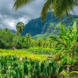 alocasia and palms in volcanic landscape