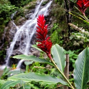 ginger and waterfall