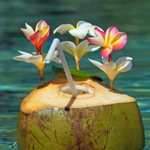 frangipani and coconut frangipani and coconut