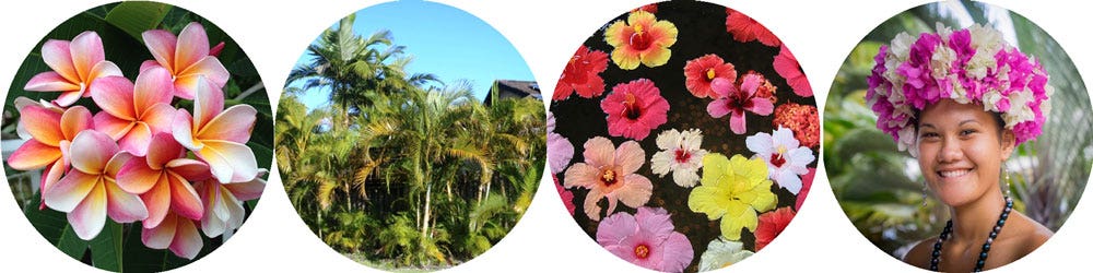 plants for the tropical island look