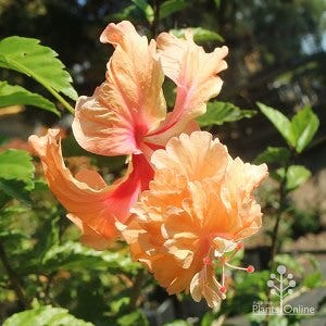 tropical hibiscus