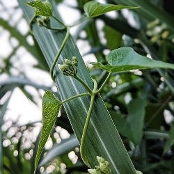 climbing vine