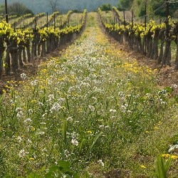 an area of weeds in a vineyard