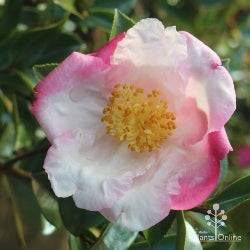 camellia Weroona