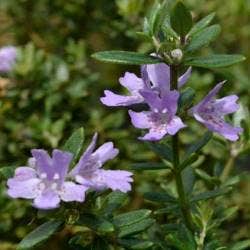 westringia flowers are easy to feed from