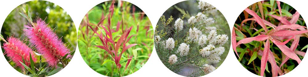 callistemon and melaleuca for wet soils