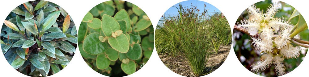 native plants for wet and dry soils