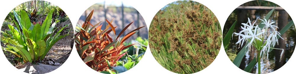 native plants for regularly wet soils