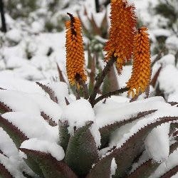 aloe in snow