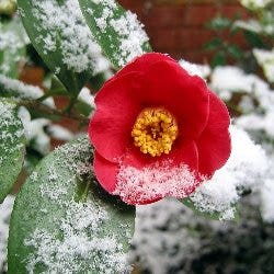 camellia in snow