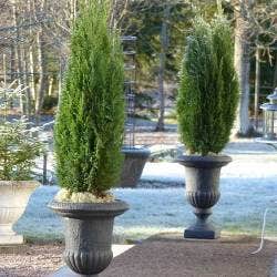 conifers are usually frost hardy