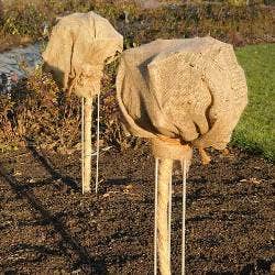 hessian-wrapped bushes